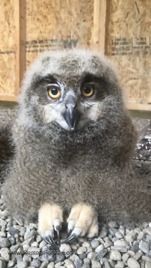 Pet owls for sales sale