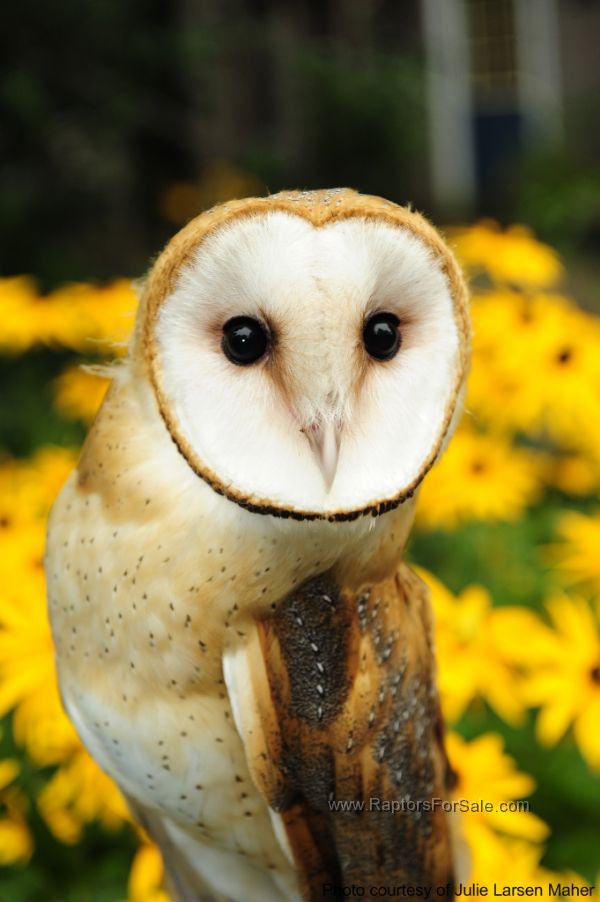 owls for sale owls for sale