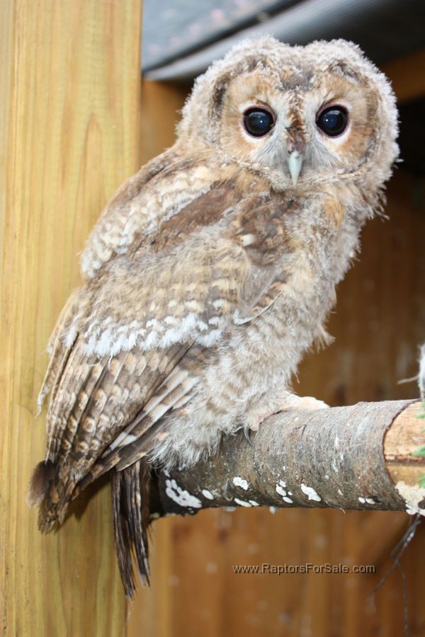 falconry birds for sale falconry birds for sale