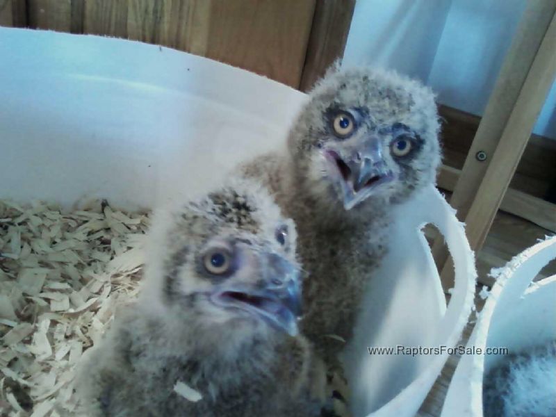 Eurasian Eagle Owl For Sale
