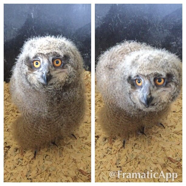 Eurasian Eagle Owl For Sale