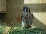 Breeding Kestrel