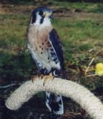 Educational American Kestrel