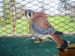 Male Kestrel