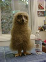 Eagle owl chick 5 weeks old