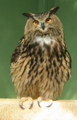 European Eagle Owl