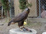 European Buzzard - dark factor named Godiva