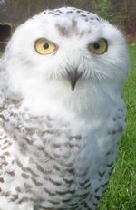 Cyrus - Educational Snowy Owl