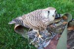 A Cooper's Hawk in my backyard enjoying a fresh kill of urban pigeon. I live in the middle of the city, Milwaukee.<br><br>After I took the picture, having been disturbed, this guy took the pigeon to the roof of the church next door where he finished his meal.