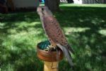 Peales Peregrine bred by GREAT PLAINS PEALES