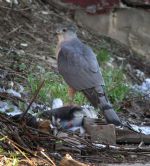 Huge sellers sea eagle