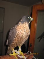 my new common kestral