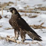 Saker falcon female<br>