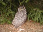 A Great Horned owl that appeared on our property in Ross County, Ohio. March, 2011.