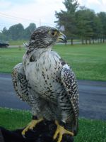 Educational Gyrfalcon