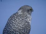 Educational Gyrfalcon